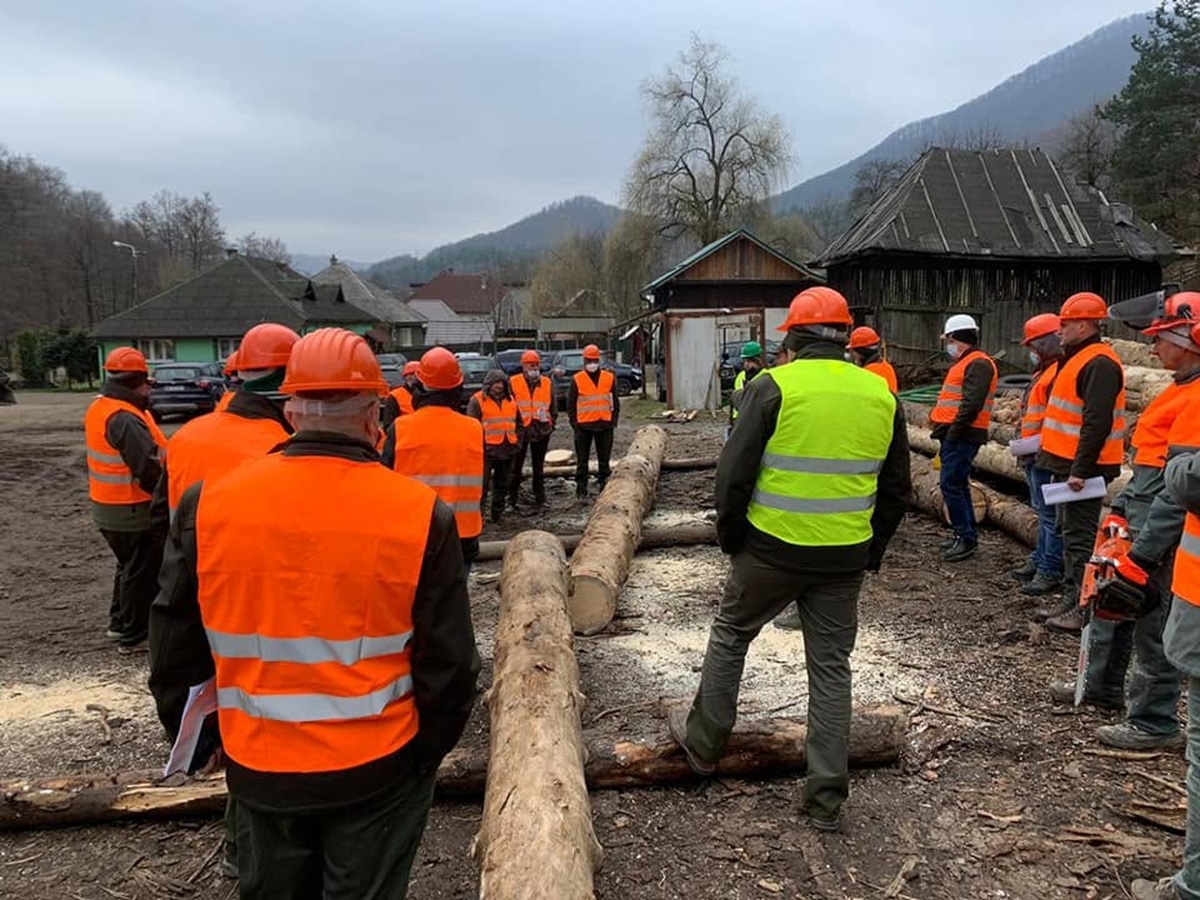 Dosarul pădurilor din Maramureș, o nouă decizie în instanță. Prejudicii reclamate de milioane de euro