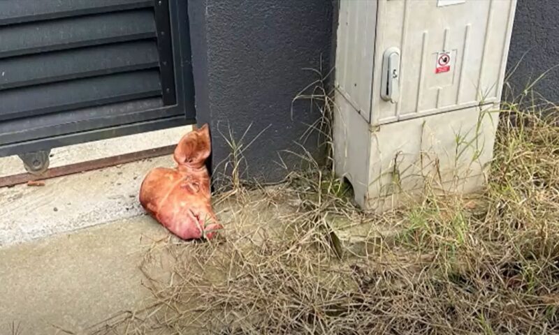 Ce se află în spatele scandalului „cap de porc”. Scenariul unei deputate AUR și răspunsul lui Lulea
