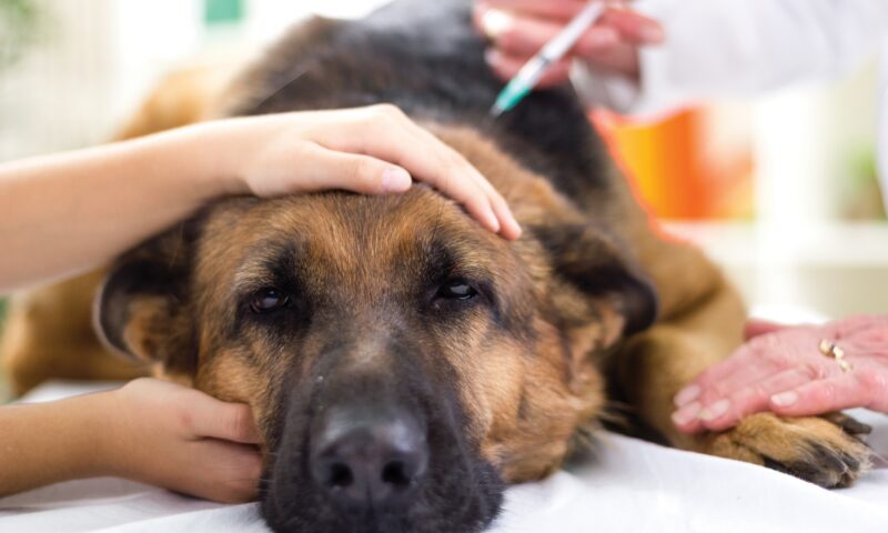 Ce alimente obișnuite pot fi toxice pentru câini. Unele pot provoca leziuni grave