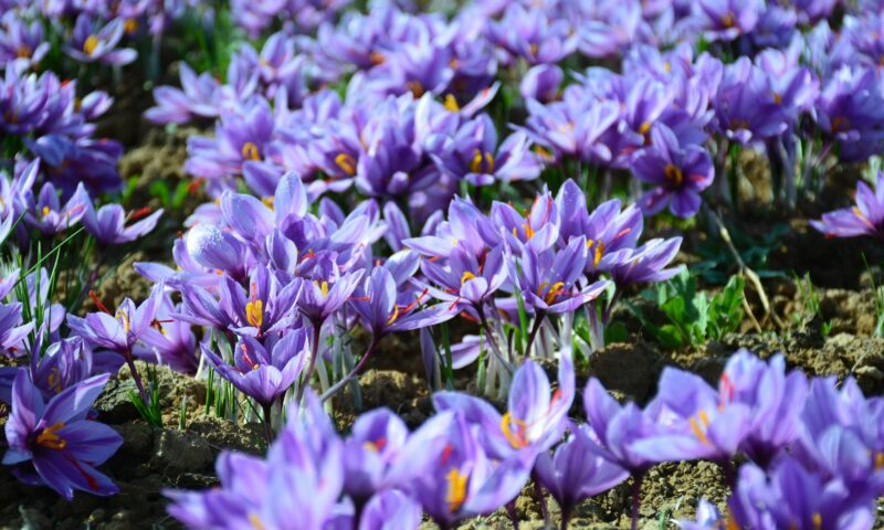 Condimentul de 35.000 de euro kilogramul, cultivat într-un sat din România. Cum a ajuns un român să aibă 150.000 de plante