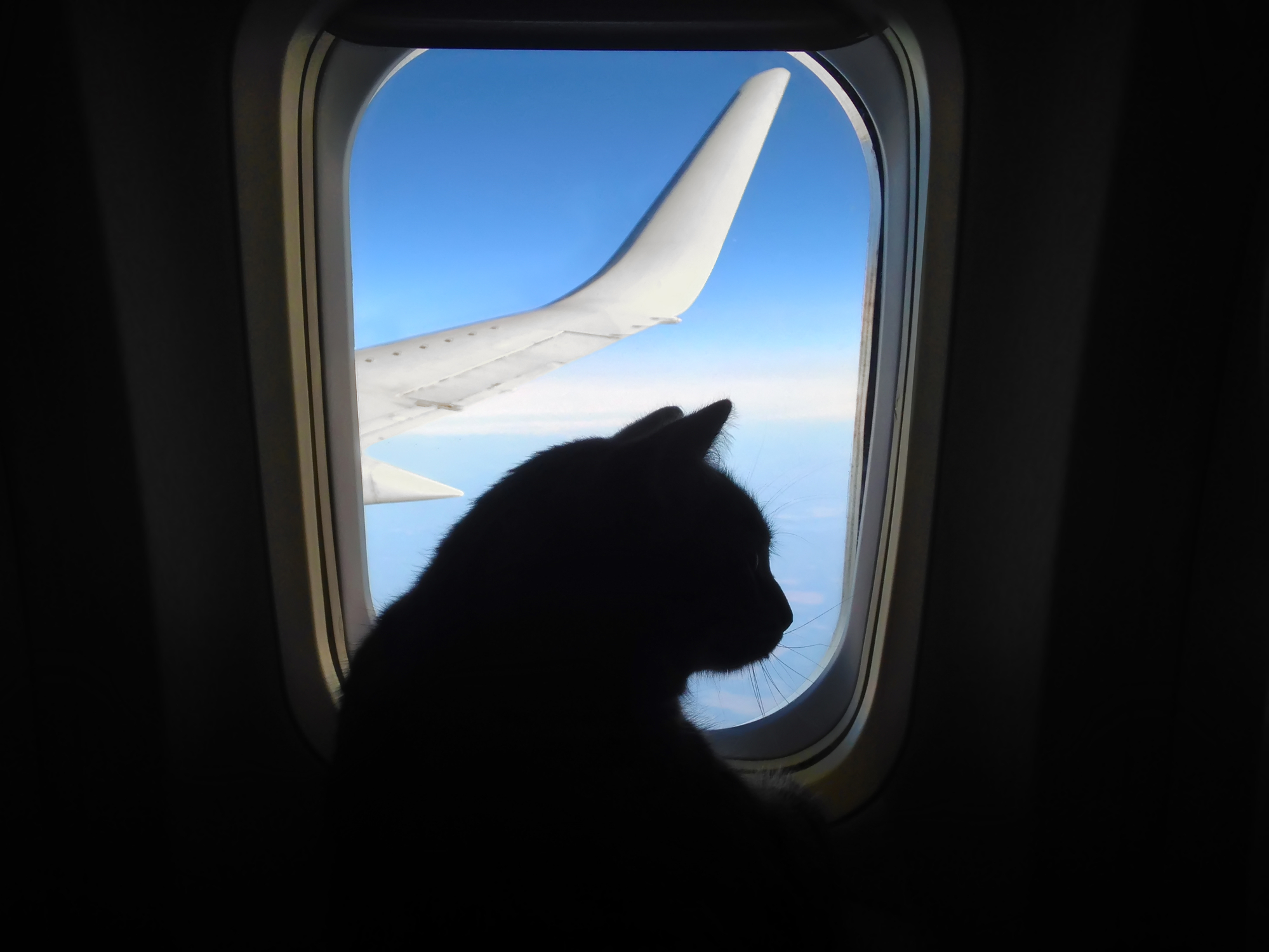 pisica in avion