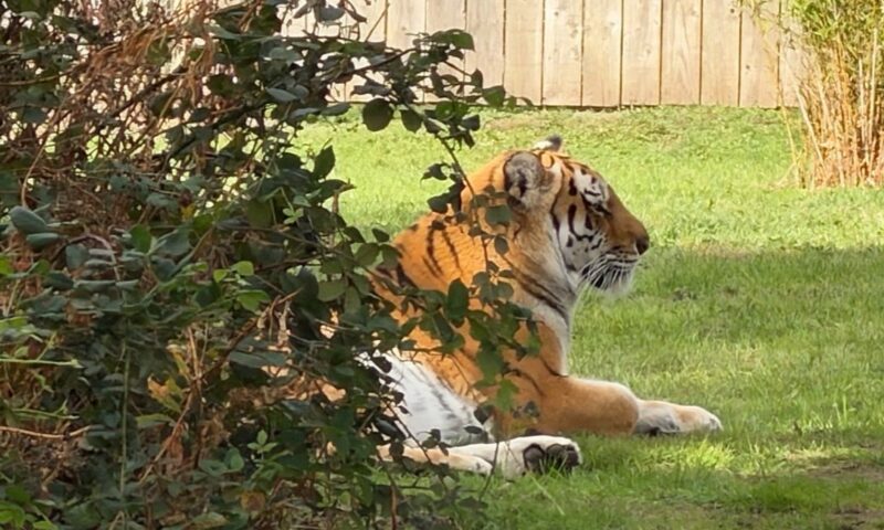 Bărbat ucis de un tigru într-un parc zoologic din Marea Britanie. Autoritățile au evacuat vizitatorii