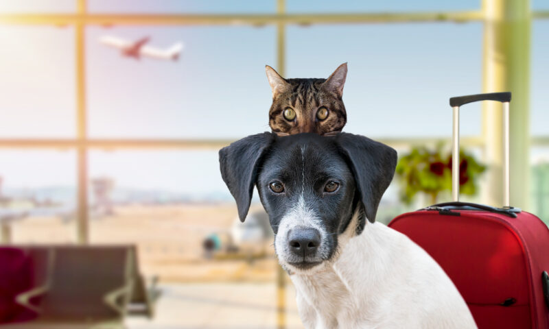 Pleci în vacanță cu animalul de companie. Ce reguli ai de respectat în avion