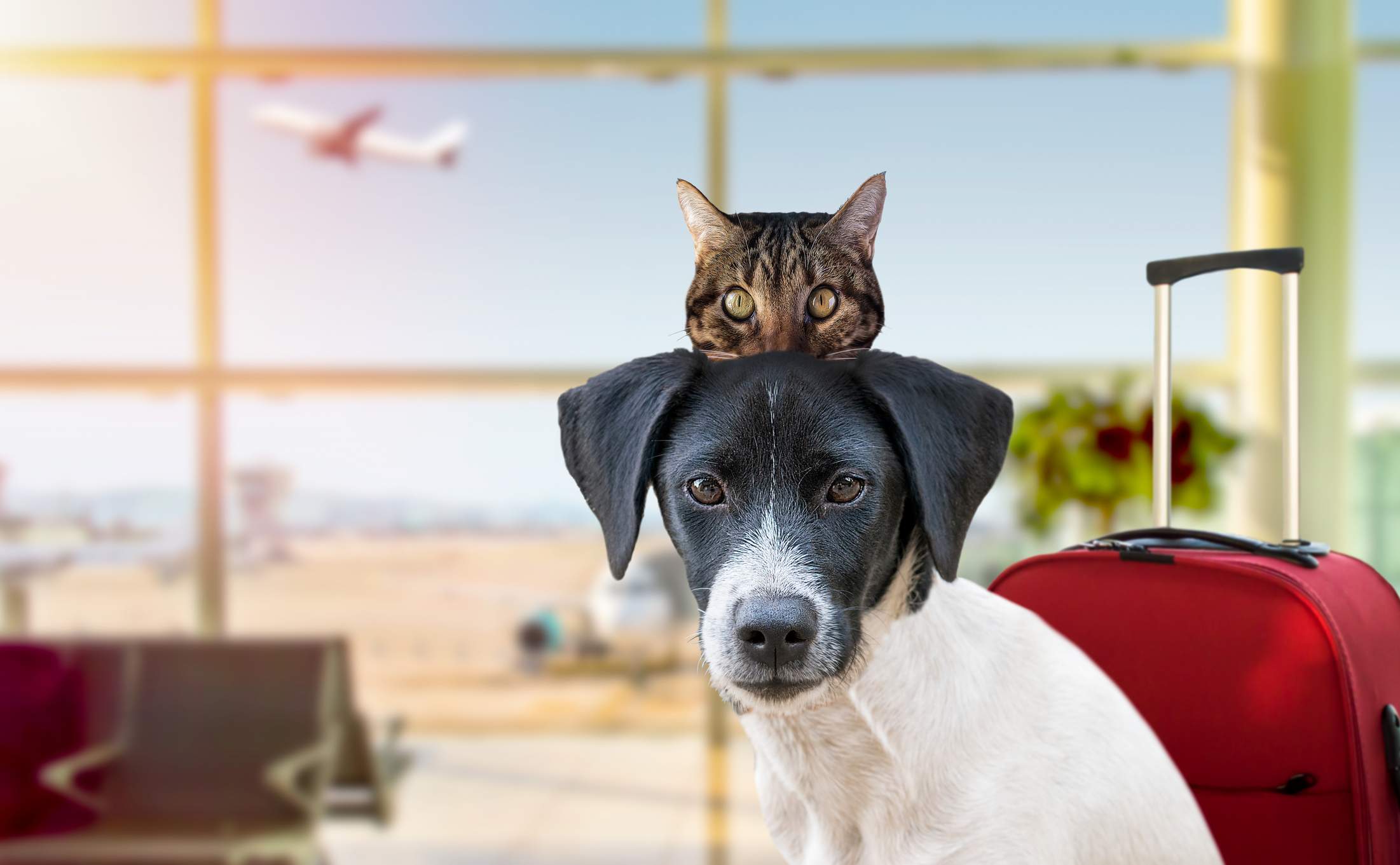 Pleci în vacanță cu animalul de companie. Ce reguli ai de respectat în avion